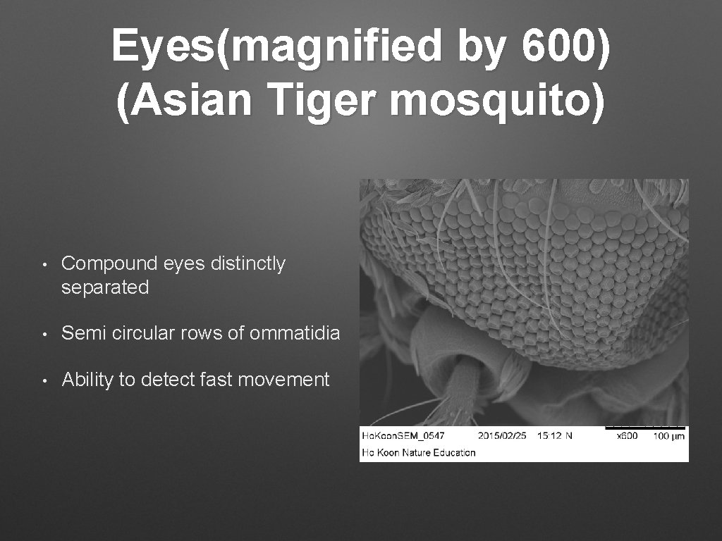 Eyes(magnified by 600) (Asian Tiger mosquito) • Compound eyes distinctly separated • Semi circular