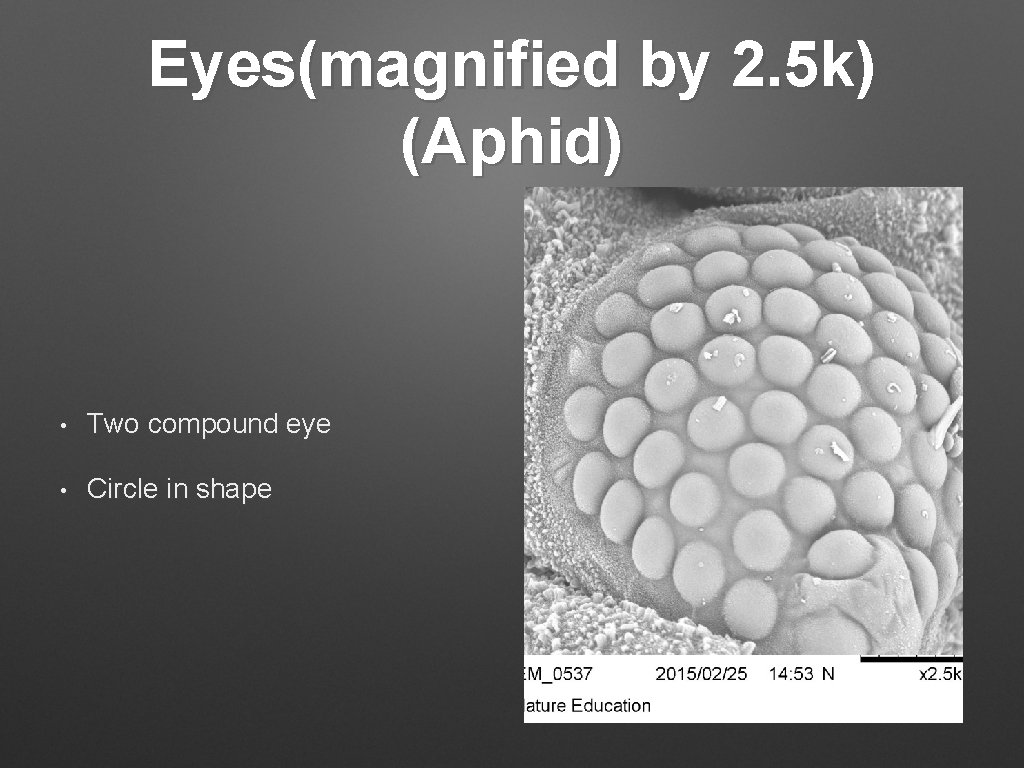 Eyes(magnified by 2. 5 k) (Aphid) • Two compound eye • Circle in shape