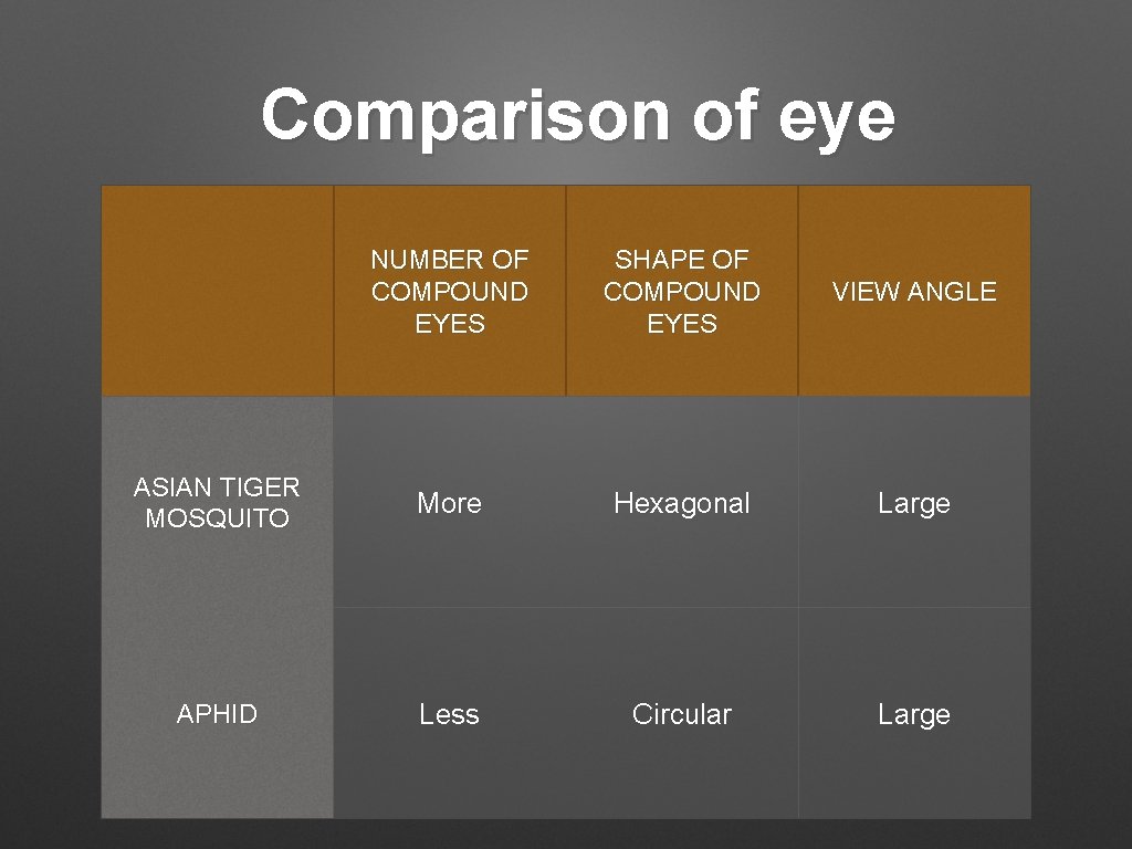 Comparison of eye NUMBER OF COMPOUND EYES SHAPE OF COMPOUND EYES VIEW ANGLE ASIAN