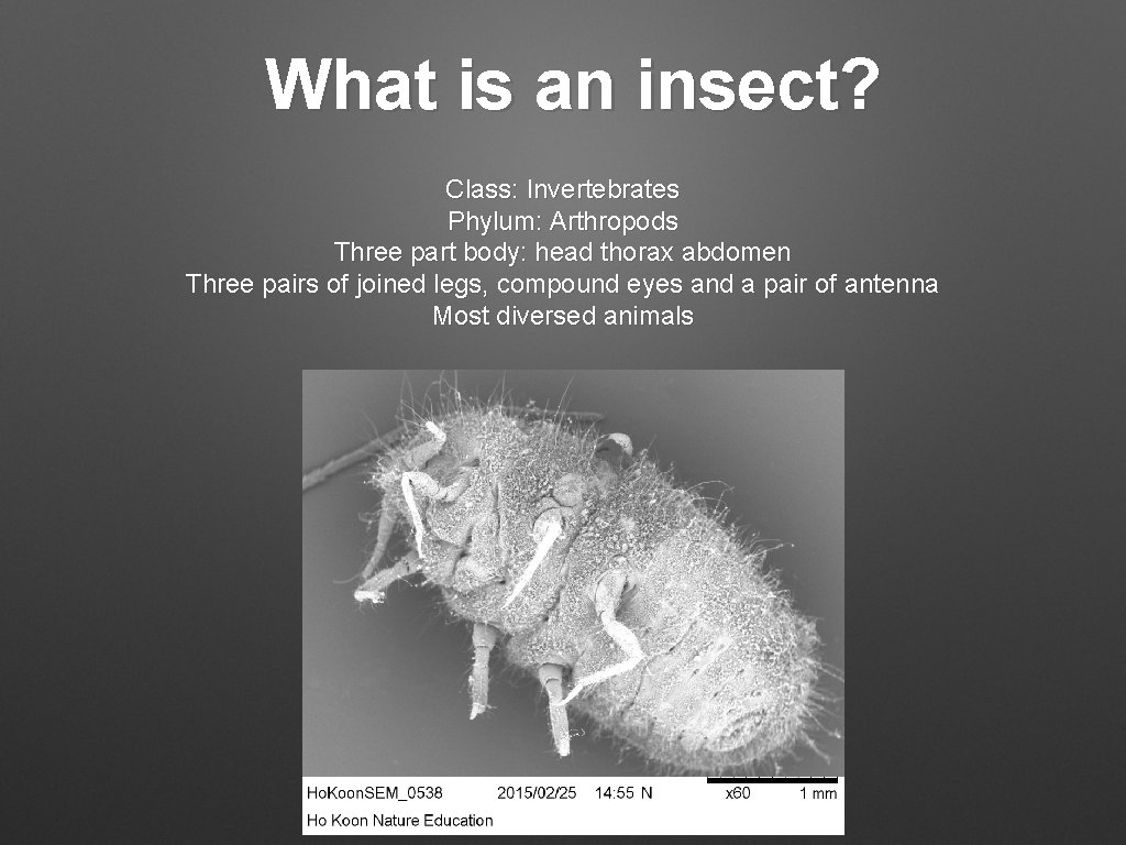 What is an insect? Class: Invertebrates Phylum: Arthropods Three part body: head thorax abdomen