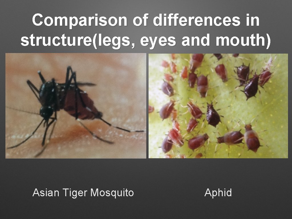 Comparison of differences in structure(legs, eyes and mouth) Asian Tiger Mosquito Aphid 