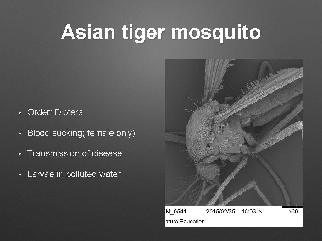 Asian tiger mosquito • Order: Diptera • Blood sucking( female only) • Transmission of