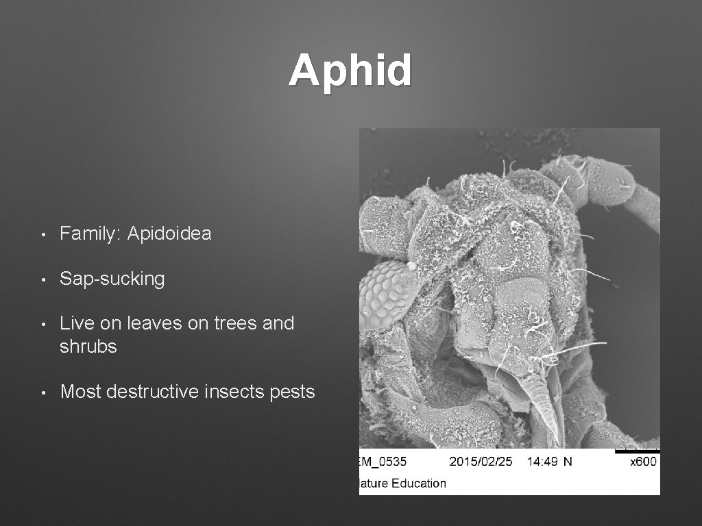 Aphid • Family: Apidoidea • Sap-sucking • Live on leaves on trees and shrubs