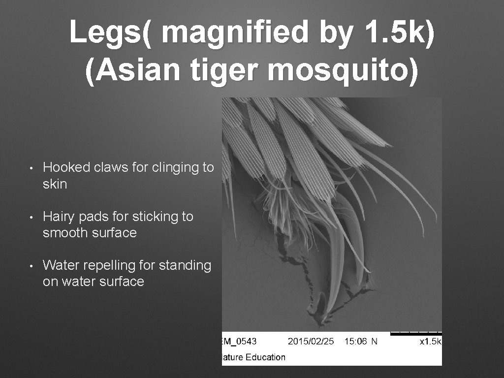 Legs( magnified by 1. 5 k) (Asian tiger mosquito) • Hooked claws for clinging