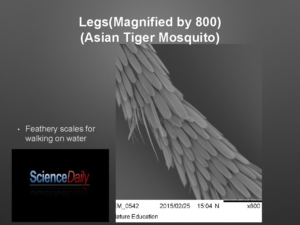 Legs(Magnified by 800) (Asian Tiger Mosquito) • Feathery scales for walking on water 