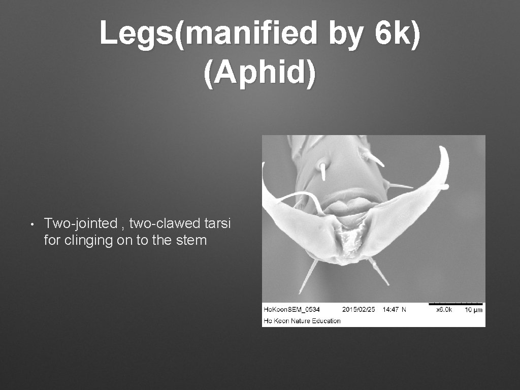 Legs(manified by 6 k) (Aphid) • Two-jointed , two-clawed tarsi for clinging on to