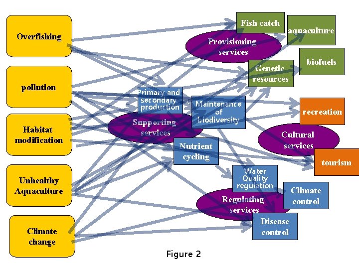 Fish catch Overfishing pollution Habitat modification aquaculture Provisioning services Genetic resources Primary and secondary