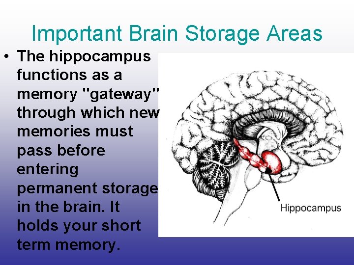 Important Brain Storage Areas • The hippocampus functions as a memory "gateway" through which