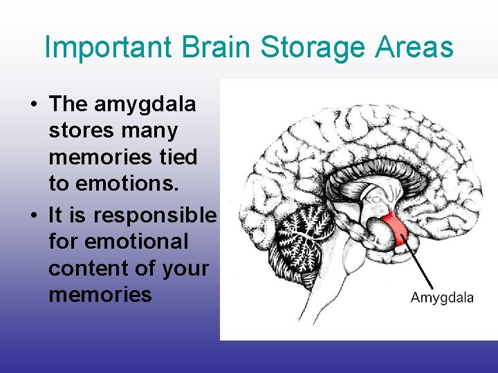 Important Brain Storage Areas • The amygdala stores many memories tied to emotions. •