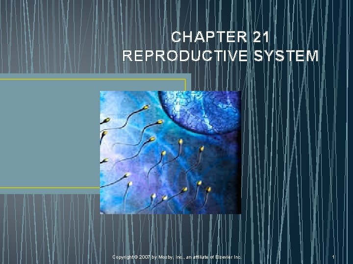 CHAPTER 21 REPRODUCTIVE SYSTEM Copyright © 2007 by Mosby, Inc. , an affiliate of