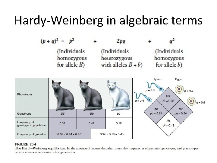 Hardy-Weinberg in algebraic terms 