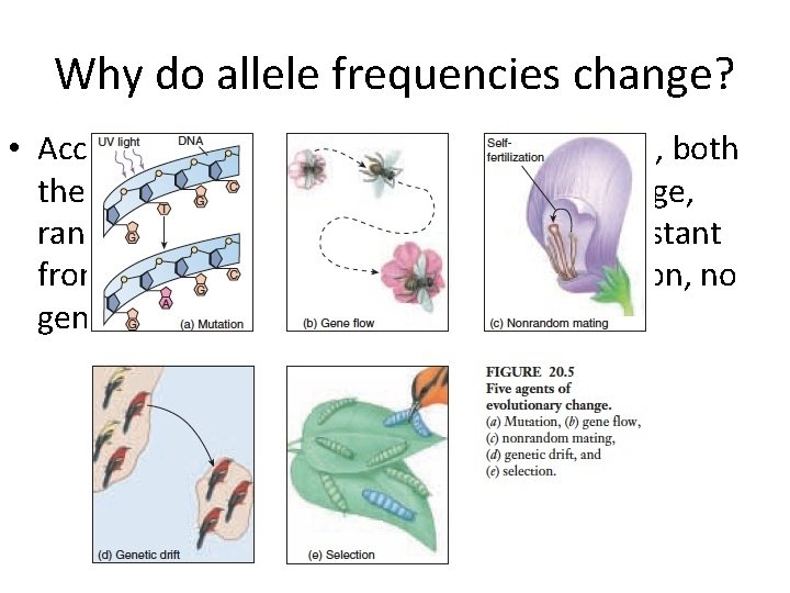 Why do allele frequencies change? • According to the Hardy–Weinberg principle, both the allele