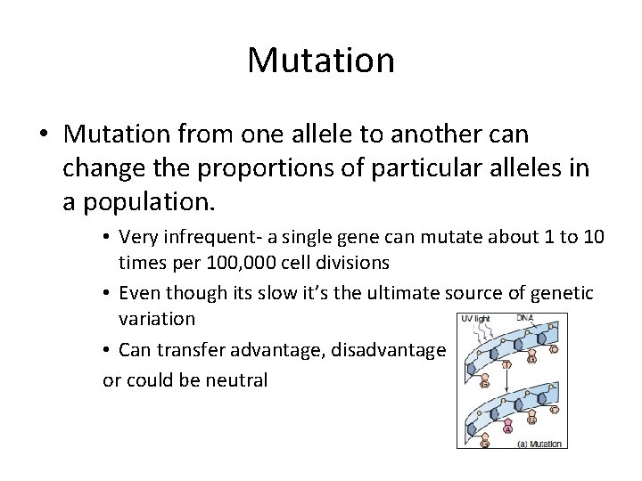 Mutation • Mutation from one allele to another can change the proportions of particular