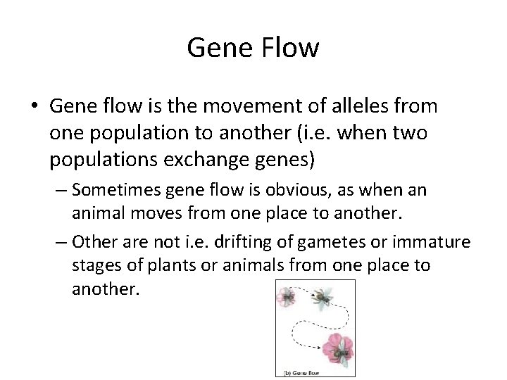 Gene Flow • Gene flow is the movement of alleles from one population to