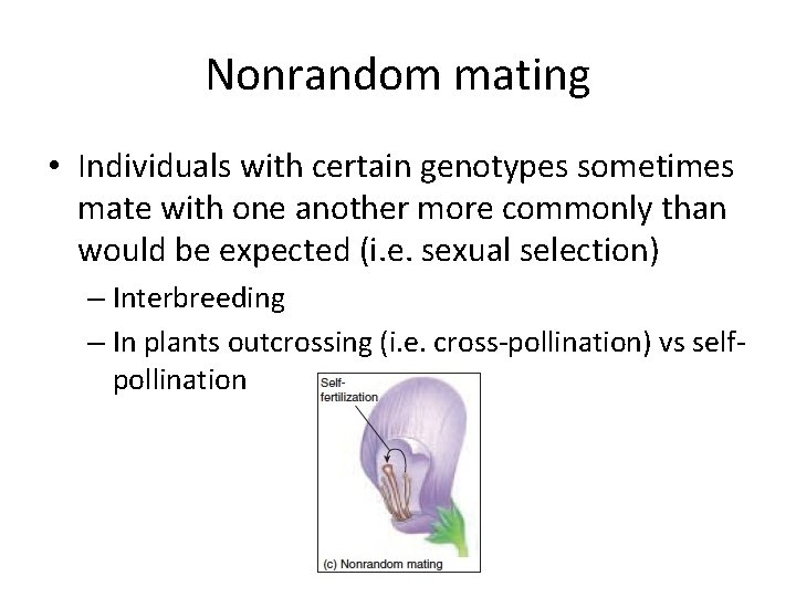Nonrandom mating • Individuals with certain genotypes sometimes mate with one another more commonly