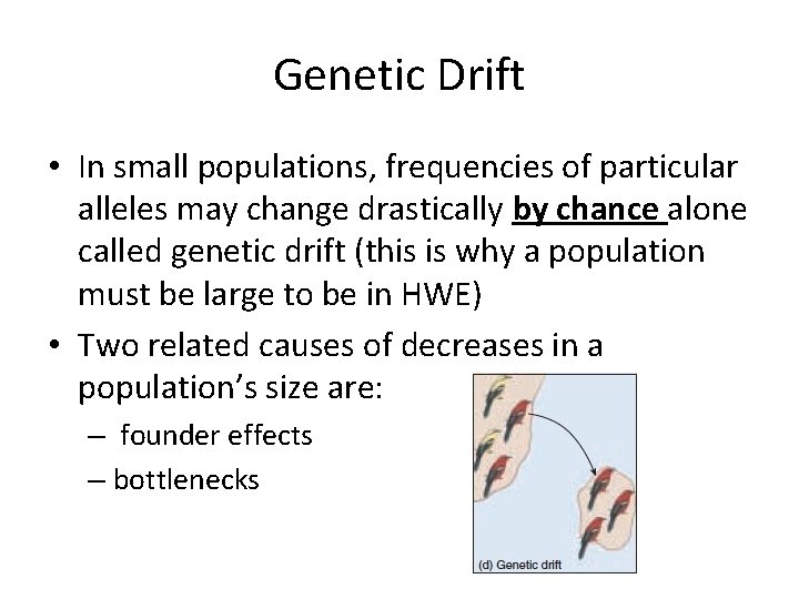 Genetic Drift • In small populations, frequencies of particular alleles may change drastically by