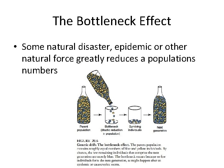 The Bottleneck Effect • Some natural disaster, epidemic or other natural force greatly reduces