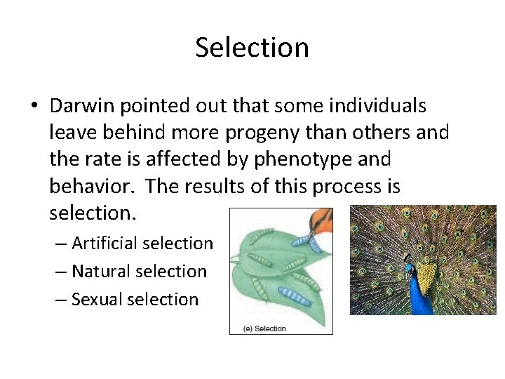 Selection • Darwin pointed out that some individuals leave behind more progeny than others