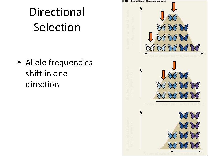 Number of individuals in the population • Allele frequencies shift in one direction Range