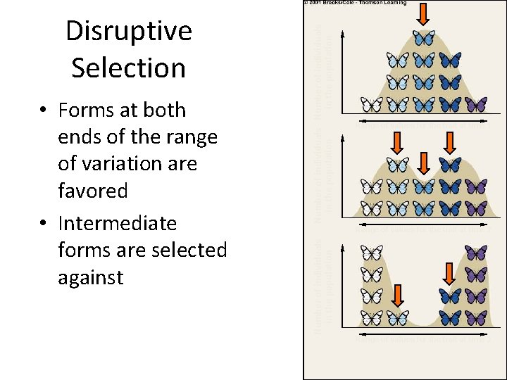 Number of individuals in the population • Forms at both ends of the range