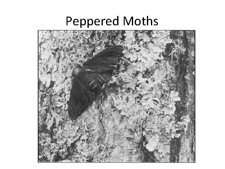 Peppered Moths 