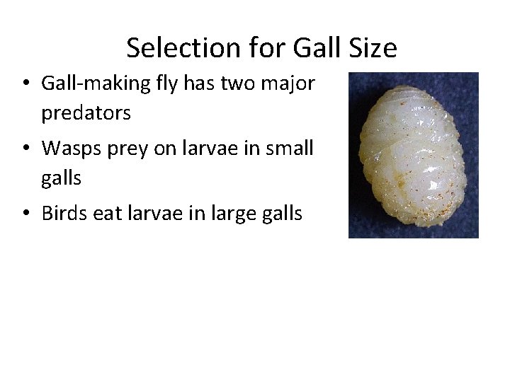  Selection for Gall Size • Gall-making fly has two major predators • Wasps