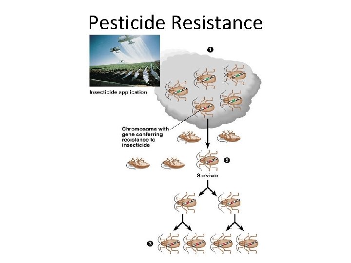 Pesticide Resistance 
