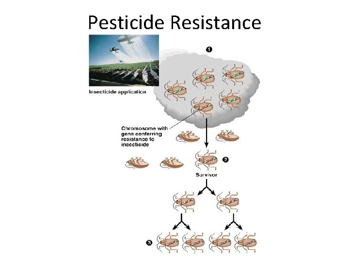 Pesticide Resistance 