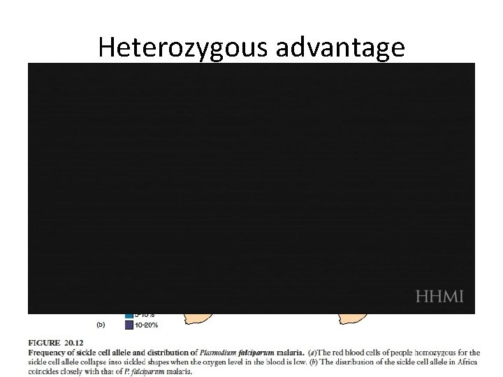 Heterozygous advantage 