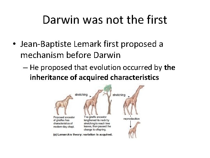 Darwin was not the first • Jean-Baptiste Lemark first proposed a mechanism before Darwin