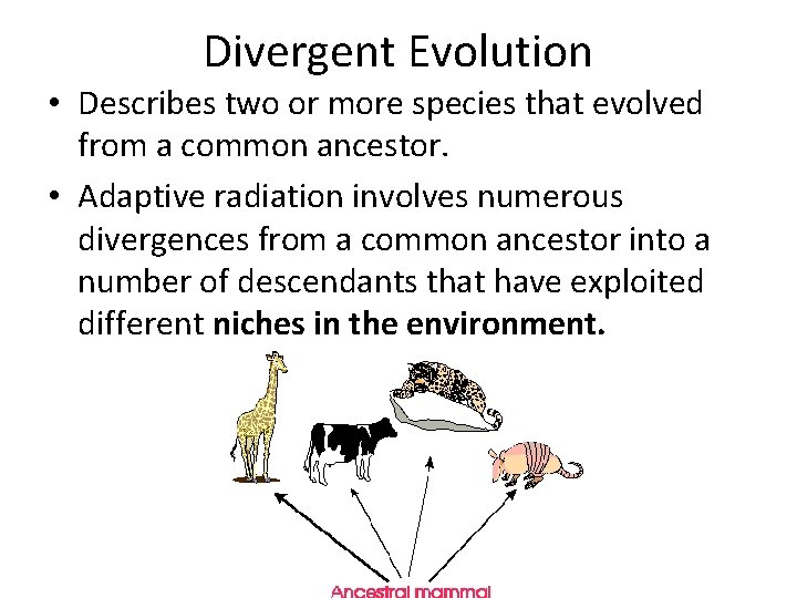 Divergent Evolution • Describes two or more species that evolved from a common ancestor.