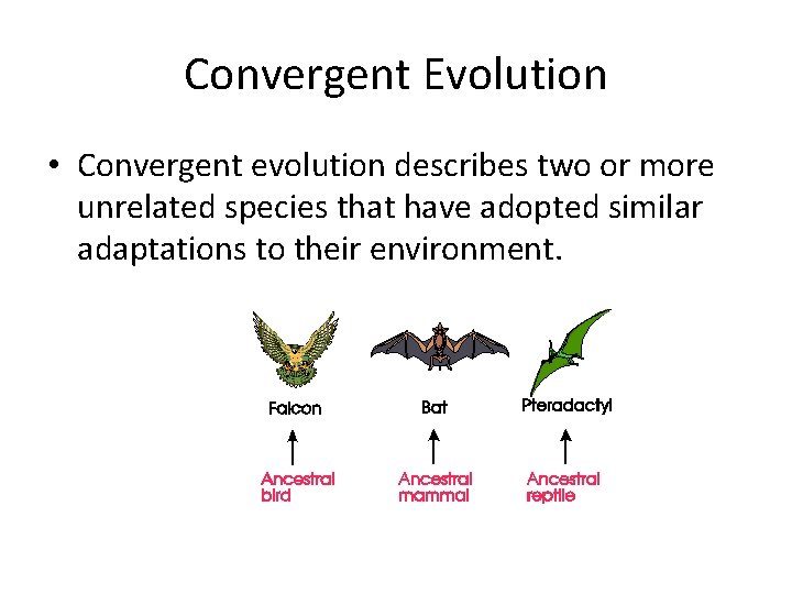 Convergent Evolution • Convergent evolution describes two or more unrelated species that have adopted