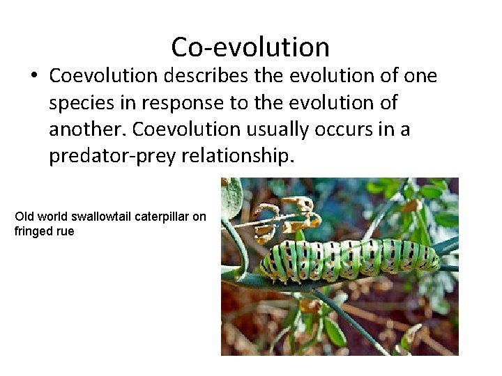 Co-evolution • Coevolution describes the evolution of one species in response to the evolution