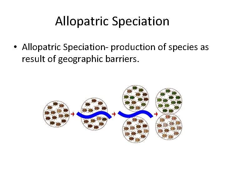 Allopatric Speciation • Allopatric Speciation- production of species as result of geographic barriers. 