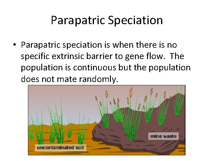 Parapatric Speciation • Parapatric speciation is when there is no specific extrinsic barrier to