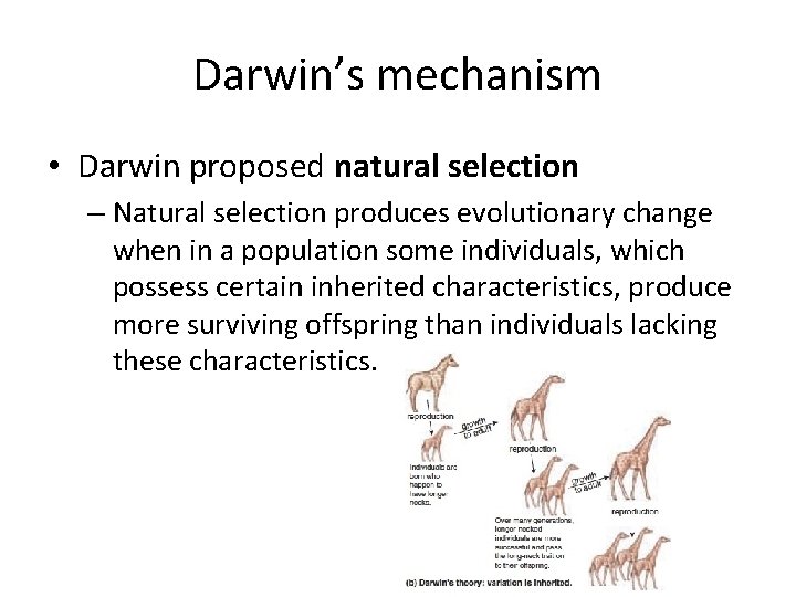 Darwin’s mechanism • Darwin proposed natural selection – Natural selection produces evolutionary change when