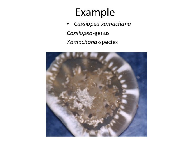 Example • Cassiopea xamachana Cassiopea-genus Xamachana-species 