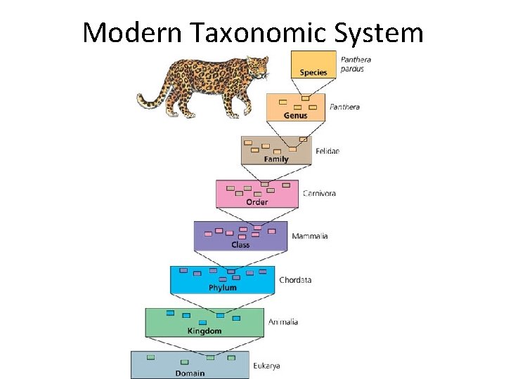 Modern Taxonomic System 