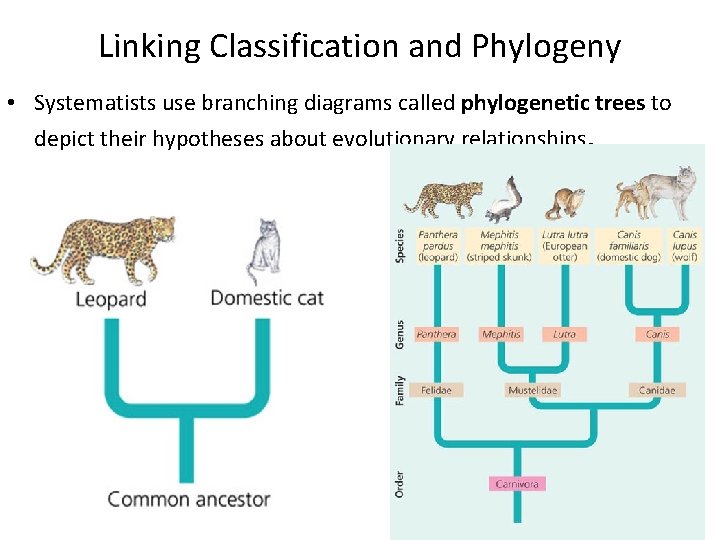 Linking Classification and Phylogeny • Systematists use branching diagrams called phylogenetic trees to depict