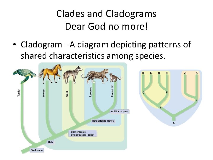 Clades and Cladograms Dear God no more! • Cladogram - A diagram depicting patterns