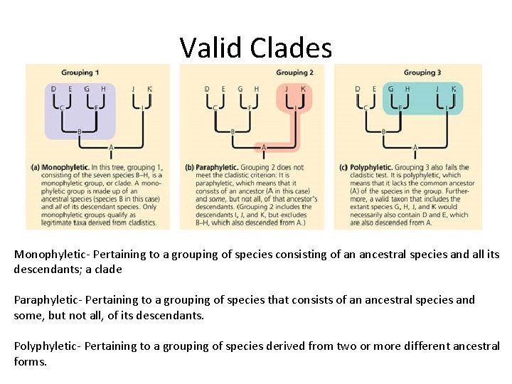 Valid Clades Monophyletic- Pertaining to a grouping of species consisting of an ancestral species