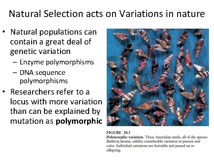 Natural Selection acts on Variations in nature • Natural populations can contain a great