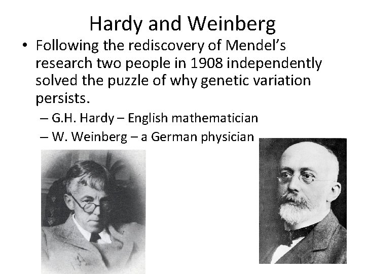 Hardy and Weinberg • Following the rediscovery of Mendel’s research two people in 1908