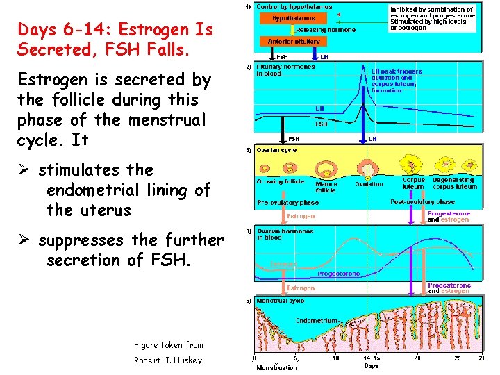 Days 6 -14: Estrogen Is Secreted, FSH Falls. Estrogen is secreted by the follicle Days 6 -14: Estrogen Is Secreted, FSH Falls. Estrogen is secreted by the follicle