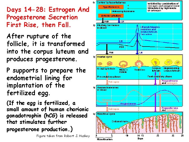 Days 14 -28: Estrogen And Progesterone Secretion First Rise, then Fall. After rupture of Days 14 -28: Estrogen And Progesterone Secretion First Rise, then Fall. After rupture of