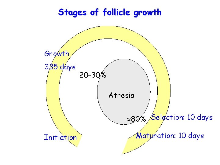 Stages of follicle growth Growth 335 days 20 -30% Atresia 80% Selection: 10 days Stages of follicle growth Growth 335 days 20 -30% Atresia 80% Selection: 10 days