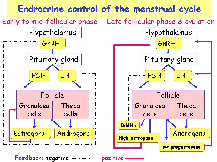 Endrocrine control of the menstrual cycle Early to mid-follicular phase Hypothalamus Late follicular phase Endrocrine control of the menstrual cycle Early to mid-follicular phase Hypothalamus Late follicular phase