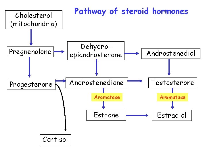 Cholesterol (mitochondria) Pathway of steroid hormones Pregnenolone Dehydroepiandrosterone Androstenediol Progesterone Androstenedione Testosterone Cortisol Aromatase Cholesterol (mitochondria) Pathway of steroid hormones Pregnenolone Dehydroepiandrosterone Androstenediol Progesterone Androstenedione Testosterone Cortisol Aromatase