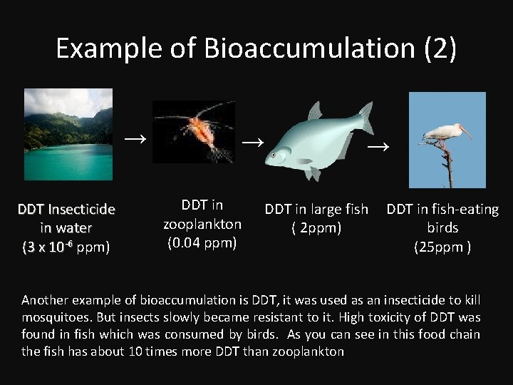 Example of Bioaccumulation (2) → DDT Insecticide in water (3 x 10 -6 ppm)