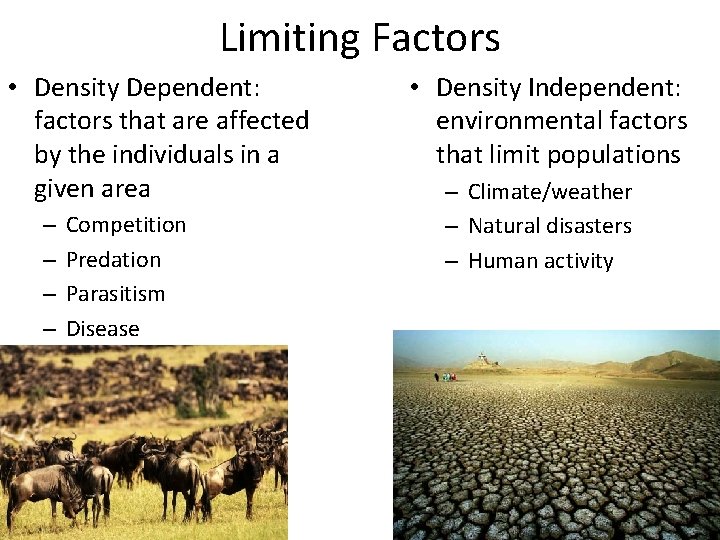 Limiting Factors • Density Dependent: factors that are affected by the individuals in a